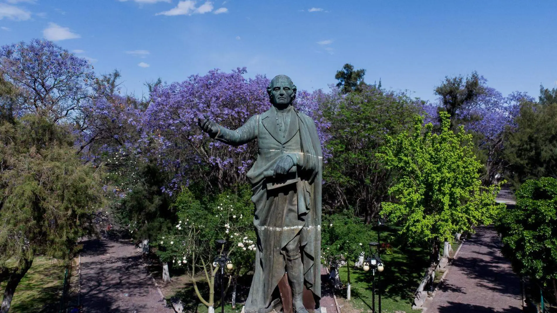 arboles de jacarandas  (7)